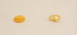 Blinker Utan Lamph�llare Gul in the group Headlights / Lightning / Corner lights / Corner lamp at  Professional Parts Sweden AB (50220600)